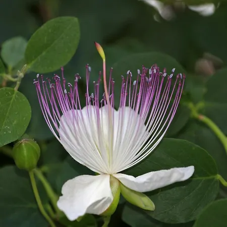 Kapar - Gajeta アパート *