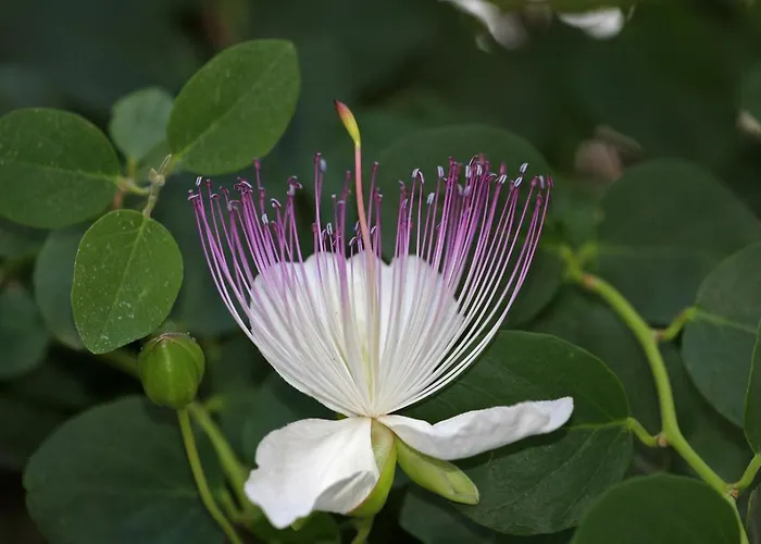 Kapar - Gajeta アパート *